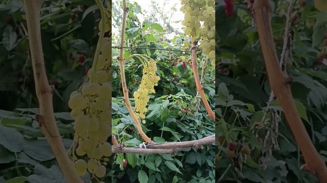 Виноград Кишмиш Русбол смотреть онлайн