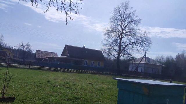 Пчелы🐝 активно несут пыльцу. Весенняя🌱 красота на пасеке. Наблюдать можно долго. Пчеловодство 2023