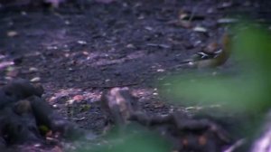 Северный и южный полюсы меняются местами.