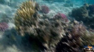 Egypt/ vocation/ всё о Египте/ подводный мир / Gopro / 2017/ итоги года