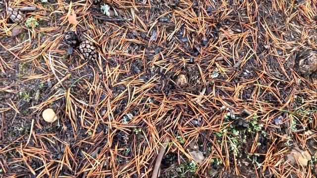 Грибы белые. Октябрь.  Карелия 2023 смотреть онлайн