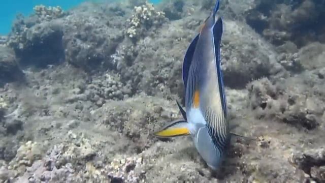 Fantazia Resort Marsa Alam Coral Reef July 2011 смотреть онлайн