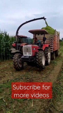 MAIZE SILAGE PROCESS &HOW TO CUT MAIZE