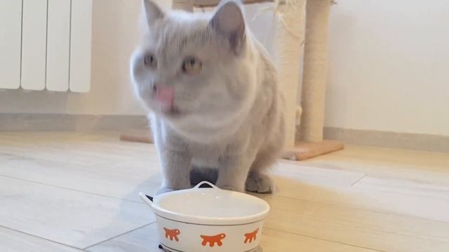 Jesse x New Cat Food: Cat tries fish snacks, chicken sticks, milk snacks, grass bites and wet food