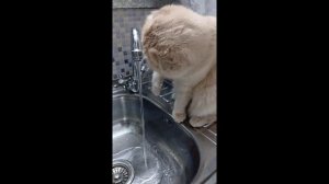 Кот любит пить из-под крана.