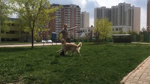 Танец с собакой - "Катюша" - Гелена Зырянова и голден Марс смотреть онлайн