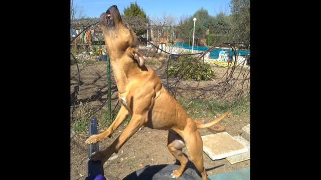 FOREST HILL KATANA (ARVENA II) смотреть онлайн