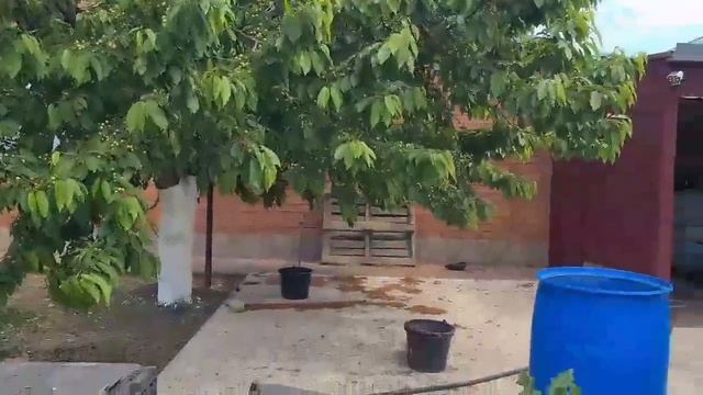 Ейск🌹У Ольги в Александровке. Москва в снегу. Наш огород. смотреть онлайн