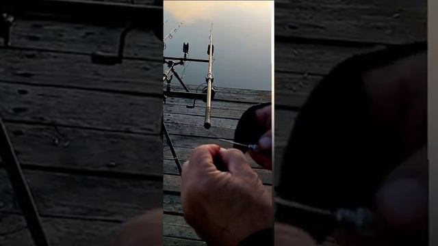 Как ловить большого карпа! смотреть онлайн