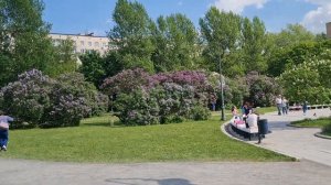 Сиреневый сад .Москва 2024 год.