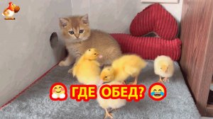 Пять друзей с хорошим аппетитом ❣️🤗😂