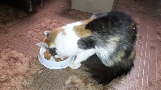 Моя кошечка Пятерочка заболела. смотреть онлайн