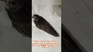 Как выхаживать стрижа? Подобрали стрижа, выкормили и отпустили стрижа в небо