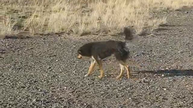 Shepherd Dogs and Aboriginal Bankhar of Mongolia