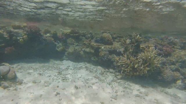 Sataya - 14.8.2018 Marsa Alam ,Egypt смотреть онлайн