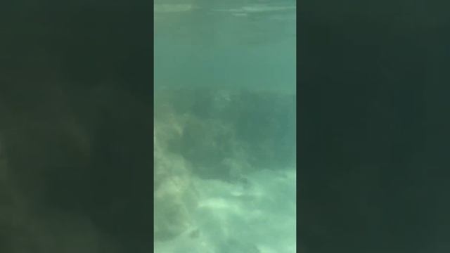 Calimera Akassia Swiss resort #марсаалам смотреть онлайн