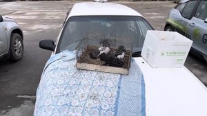 05.05.24  Новосибирск Птичий Рынок…