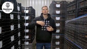 Охлаждение луковиц тюльпанов по 5ти градусной технологии