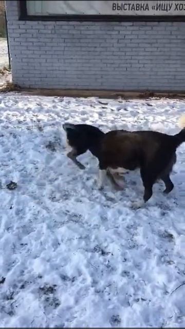 Марси и Масяня собаки из приюта ЗооДом