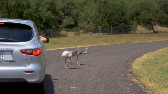 Discover Austin: Natural Bridge Wildlife Ranch - Episode 80