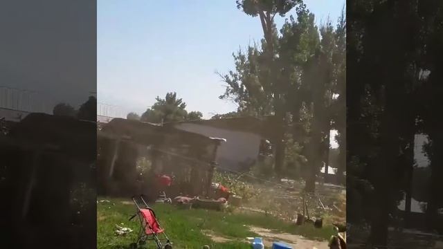 спил дерева смотреть онлайн