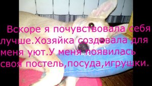 спасение собаки  / до и после /Dog life