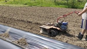 Грядки для батата своими руками.