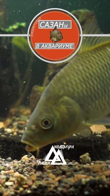Сазан в аквариуме #Shorts смотреть онлайн