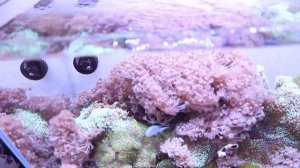 Выращиваю мангровые деревья: 3 месяца