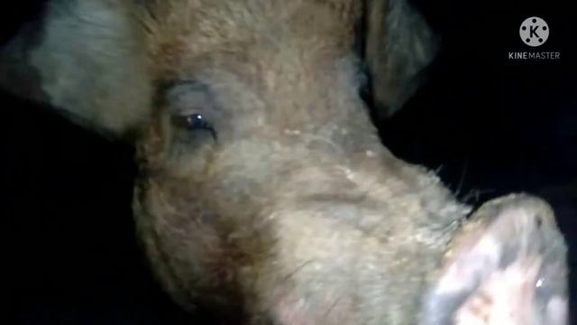 ФЕРМА в дали от дома. смотреть онлайн