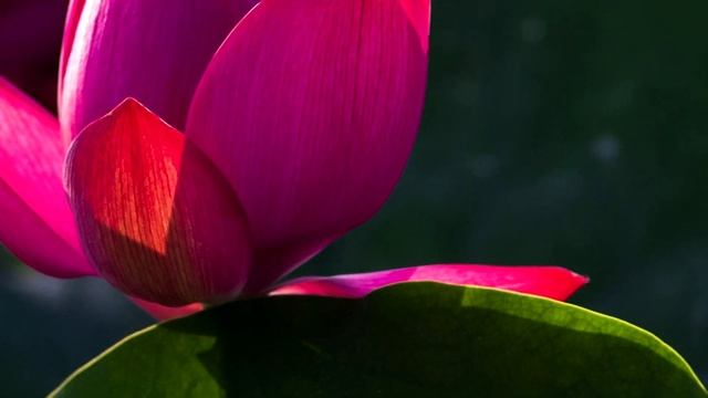 Успокаивающая музыка и дикая природа нашей Планеты№49. Медитация. Soothing music Meditation, Nature смотреть онлайн