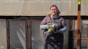 Как высадить РАССАДУ ОГУРЦОВ в открытый грунт. Выбираем сроки посадки!