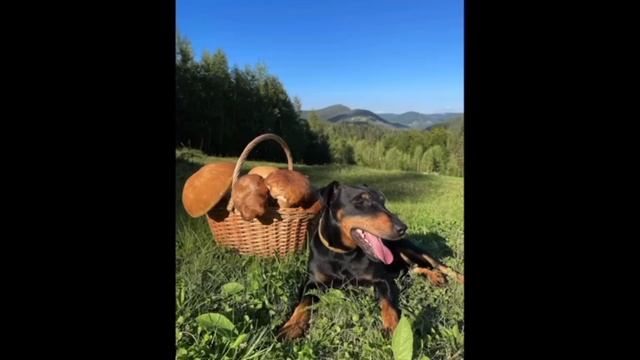 легенда умерла Бобик 😞 смотреть онлайн