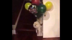 Собака улетела!!