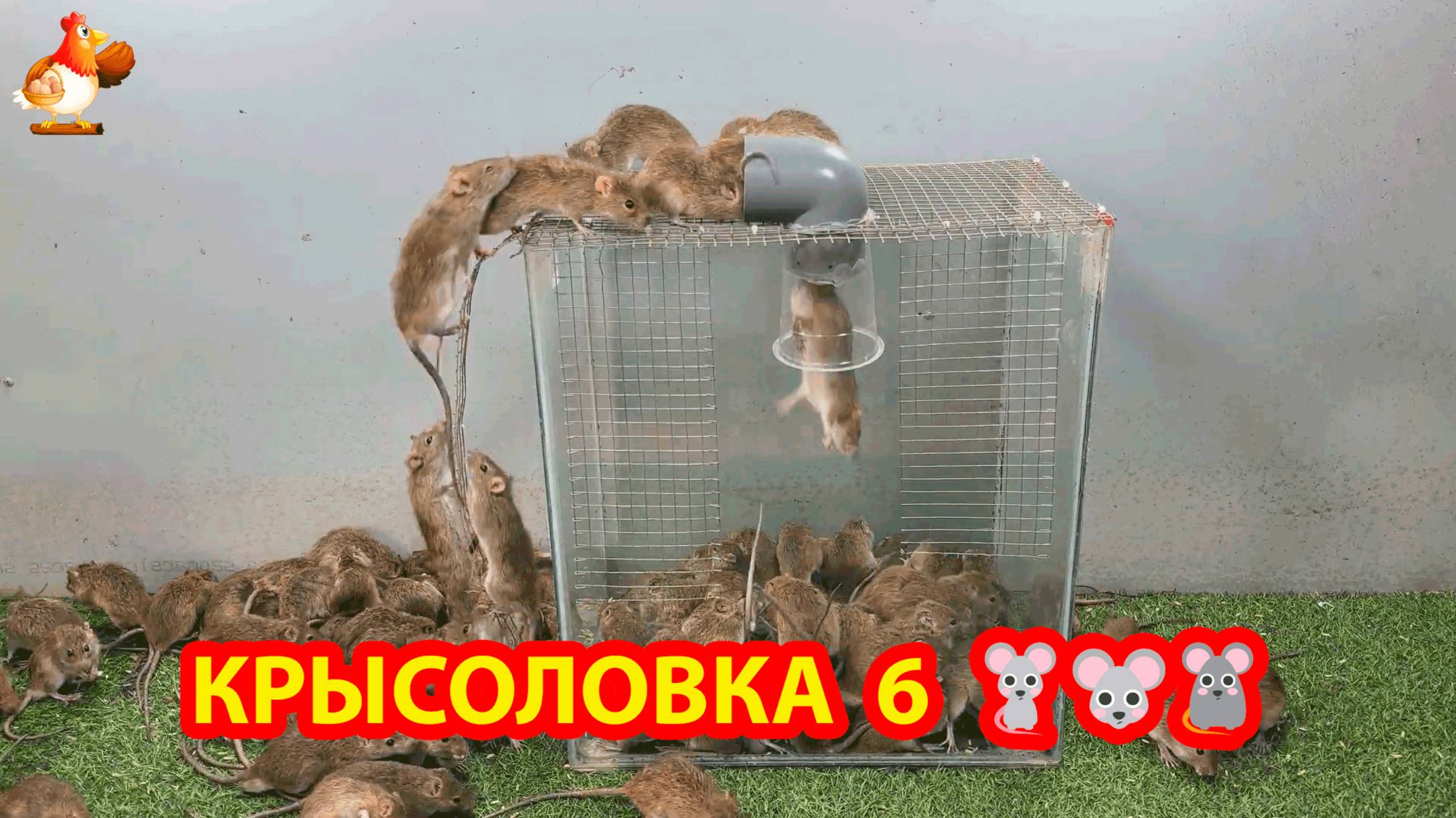 Крысоловка вариант 6 🐁 Как сделать крысоловку и поймать кучу крыс 🐀🐀🐀