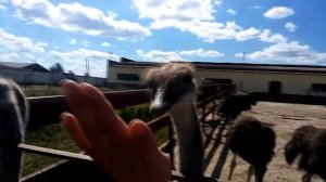 Страусиная ферма Серпухов