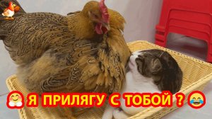 Настырная Курица прихорашивается перед сном с Котом ❣️😍😂