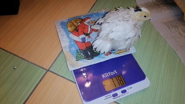вес перепелов в две недели