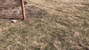 Электропастух для коров СТАТИК 3м 15 ДЖ