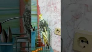 Волнистик и корелла