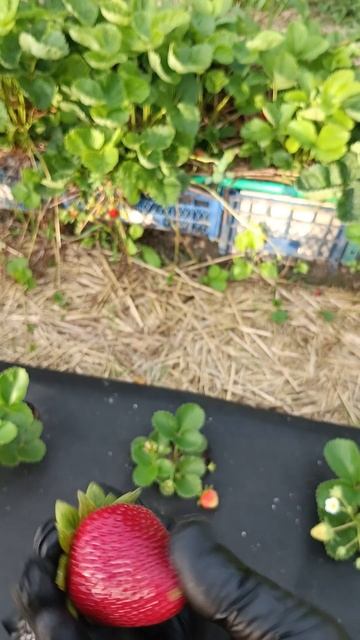 сорт Аврора Карима НСД после дождей. Земляничная Исландия.+79780389534. смотреть онлайн