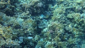 The Three Corners Fayrouz Plaza Beach Resort ~ Marsa Alam