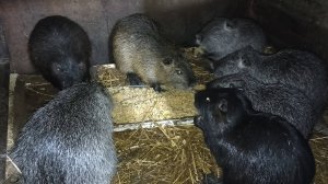 Нудное и однообразное занятие - раздавать кашу НУТРИЯМ? Не для нас. 29.01.25.