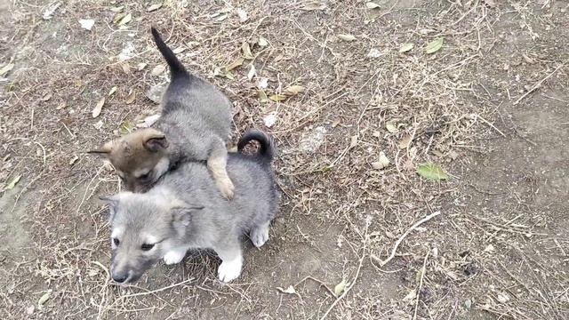 Щенки и взрослые собаки. Белый пёс меня облаял!!! смотреть онлайн