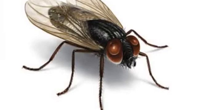 «А муха тоже вертолёт» наоборот смотреть онлайн