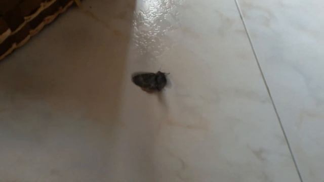 Ho trovato una falena in casa! !!! OGM! !!!! смотреть онлайн