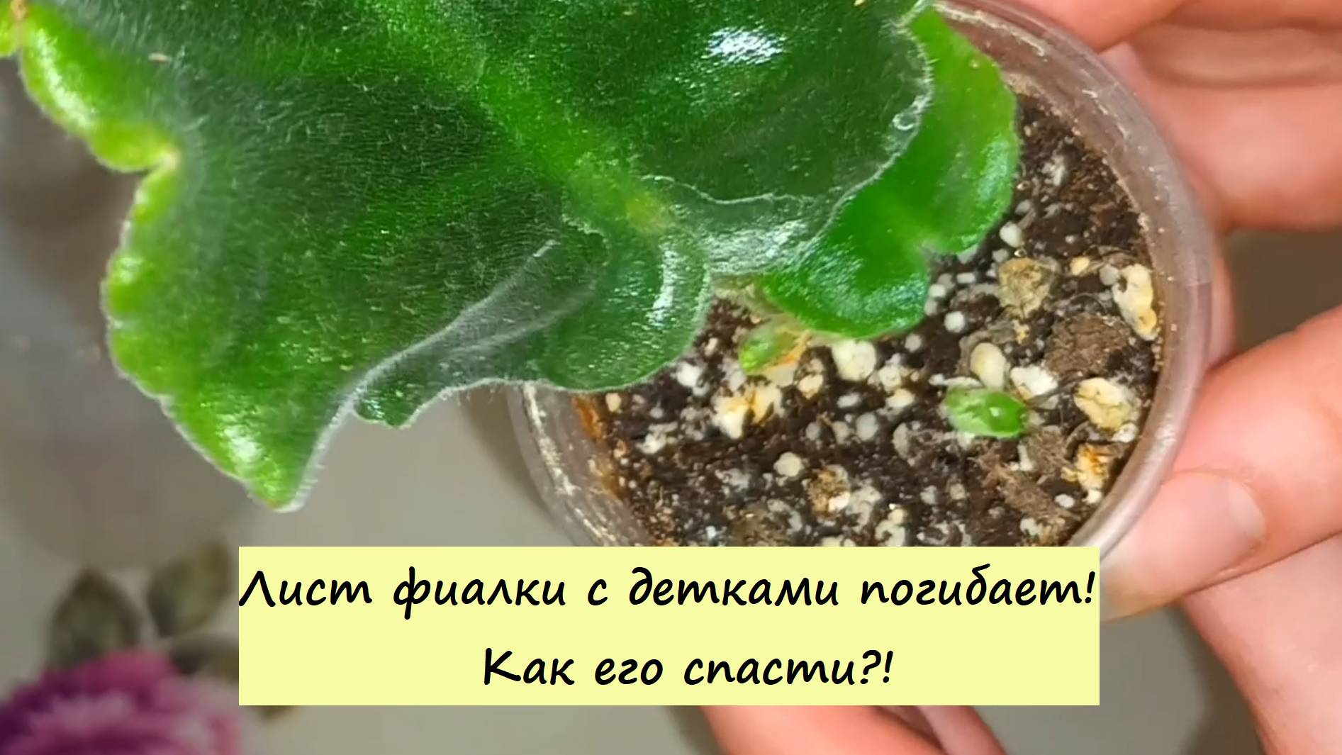 Лист фиалки с детками погибает! Как его спасти!