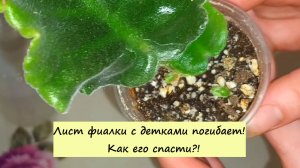 Лист фиалки с детками погибает! Как его спасти!
