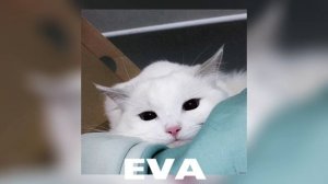 Винтаж Ева speed up