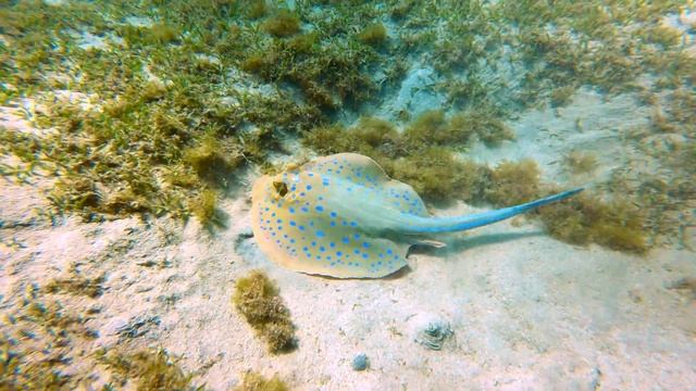 Marsa Alam Diving 4K смотреть онлайн